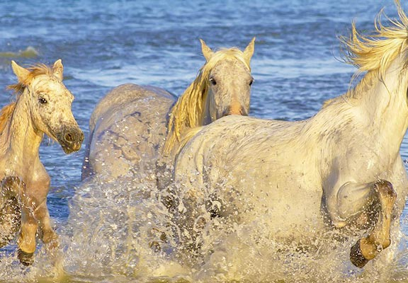 bandeau bouche du rhone