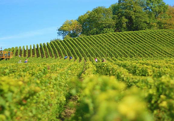 bandeau desti nature