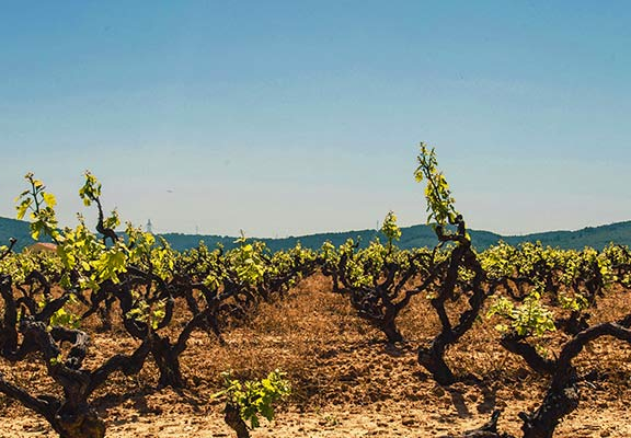 bandeau champagne ardenne